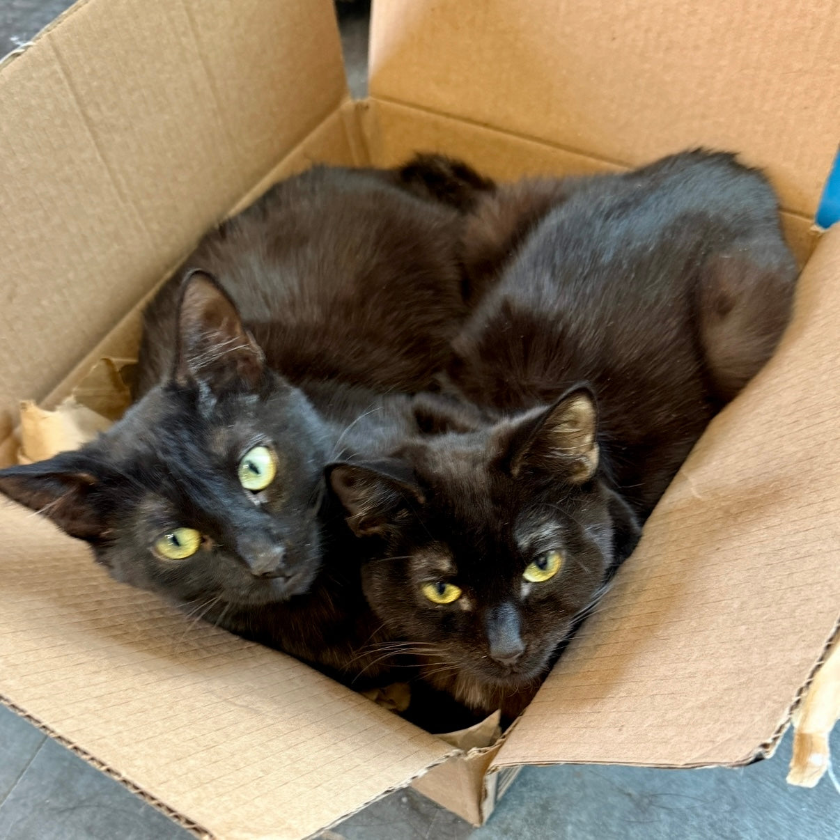 Kitty earrings - fuchia